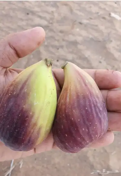 شتلات تين ( حماط) فاخر من الاخر 31