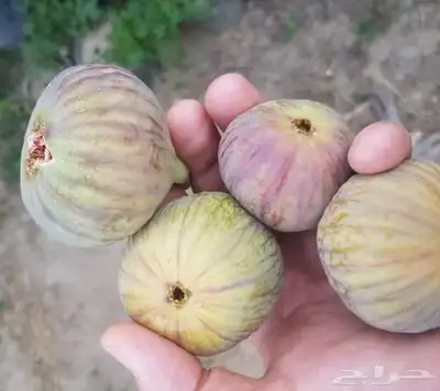 شتلات تين ( حماط) فاخر من الاخر 33