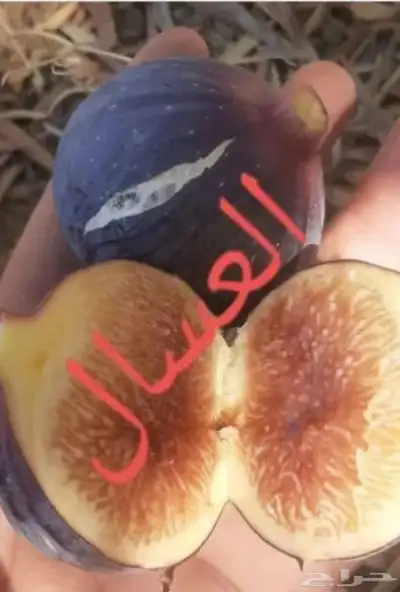 شتلات تين ( حماط) فاخر من الاخر 14
