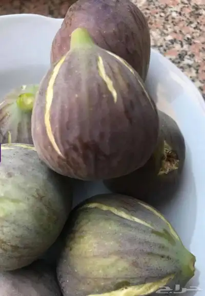 شتلات تين ( حماط) فاخر من الاخر 3