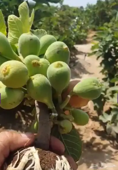 شتلات تين ( حماط) فاخر من الاخر 2