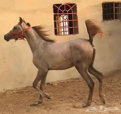 مهره واهو عربية اصيلة 0