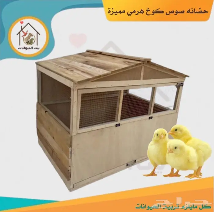 صندقة دجاج بيت دجاج محكر دجاج حضانة دجاج 0