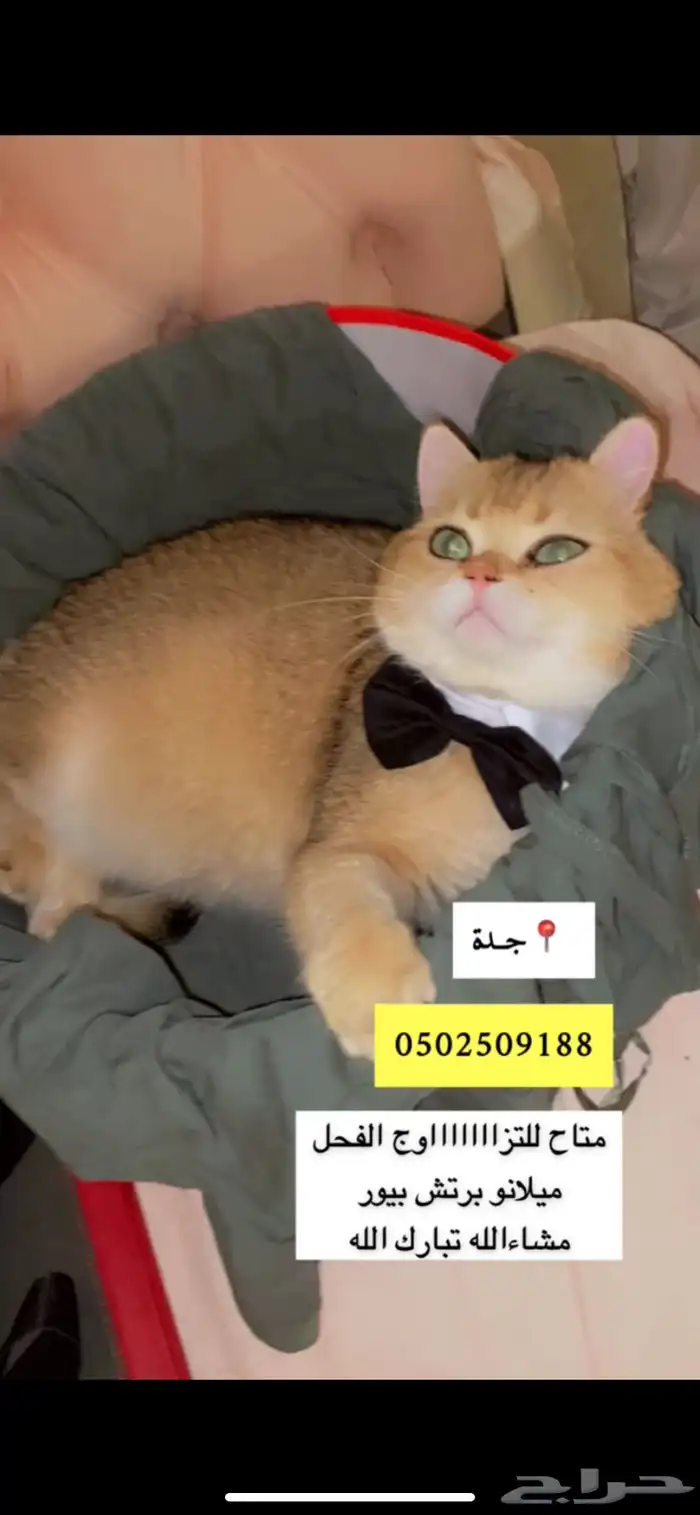 ذكررر للتزاوج للتزاوج الذكر للتزاوج للتوضيح للتزاوج 350 15