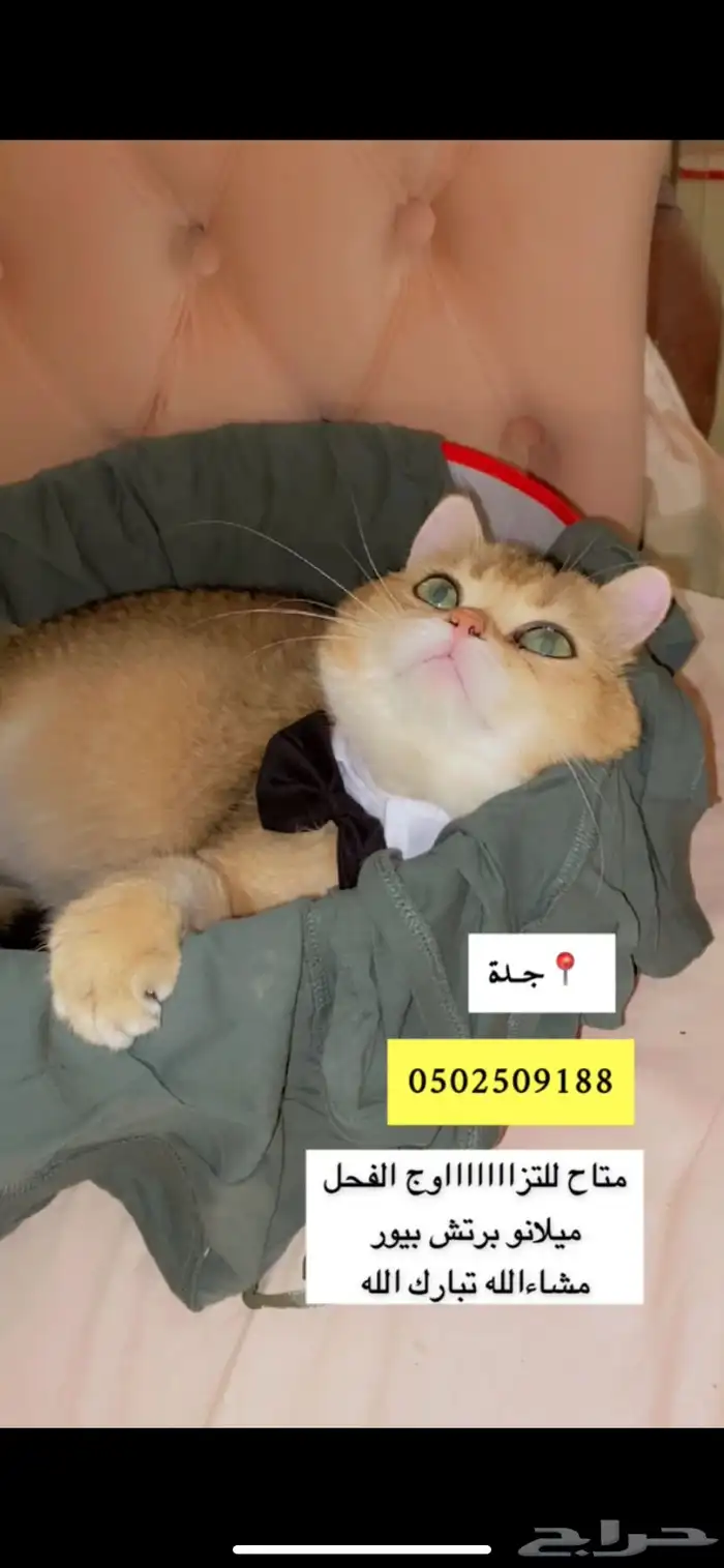 ذكررر للتزاوج للتزاوج الذكر للتزاوج للتوضيح للتزاوج 350 14