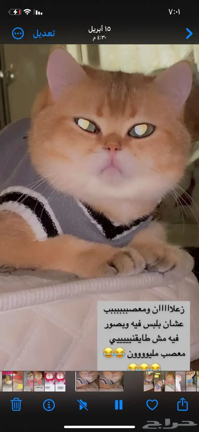 ذكررر للتزاوج للتزاوج الذكر للتزاوج للتوضيح للتزاوج 350 12