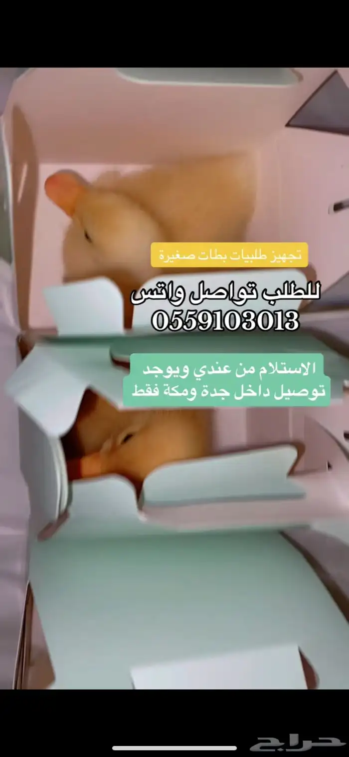 بطات كتاكيت صغار اصفر صافي للبيع في جدة 10