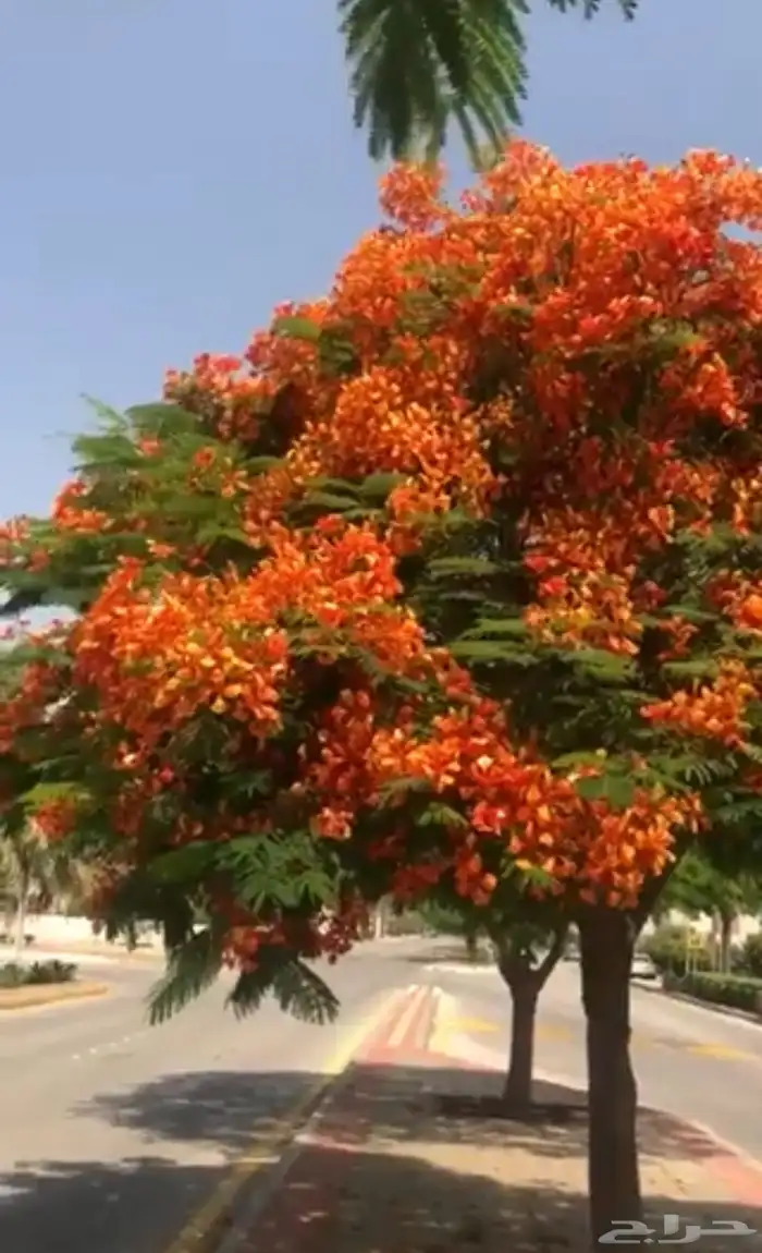 شجرة البونسيانا 1