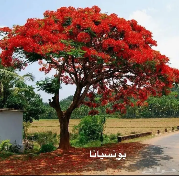 شجرة البونسيانا 0