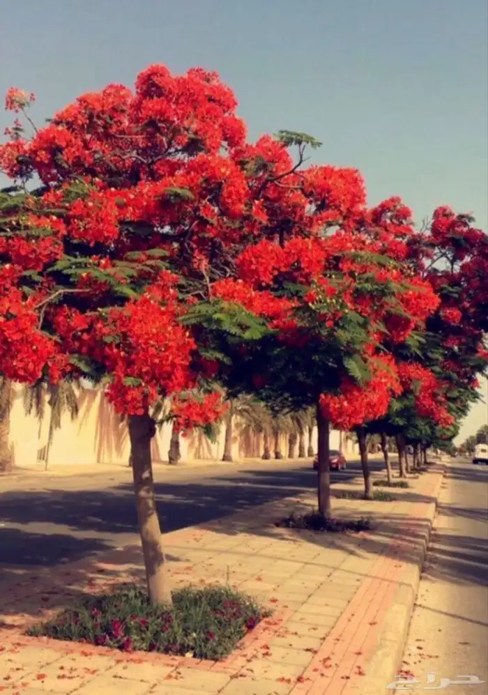 شجرة البونسيانا 2