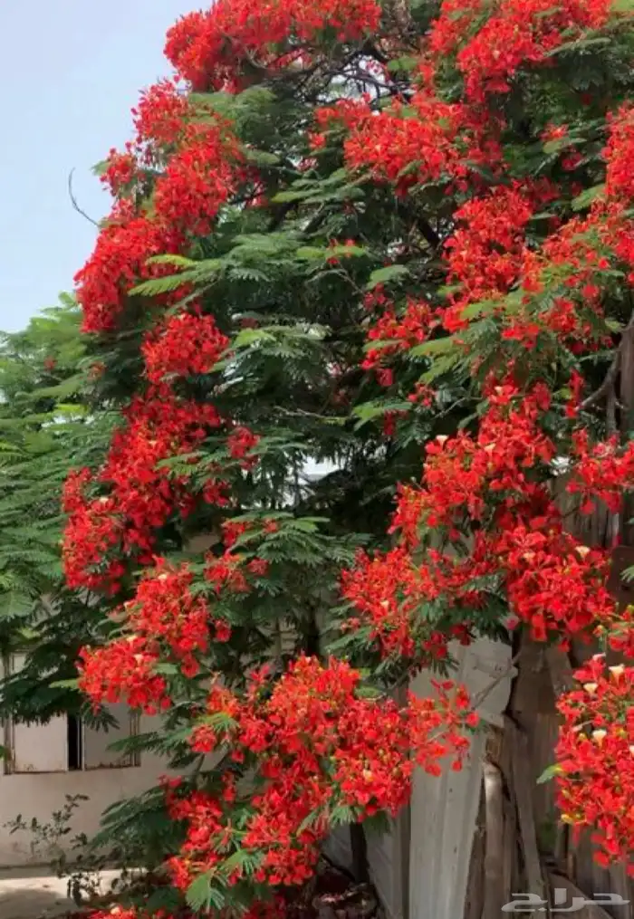 شجرة البونسيانا 3