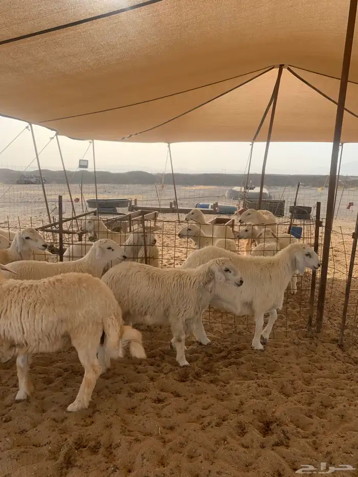 ذبايح حري ذبائح ثلاجه مناسبات يوجد توصيل 4