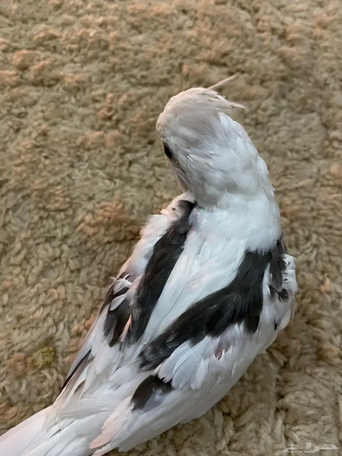 فرخ كروان بايد مكتف 3