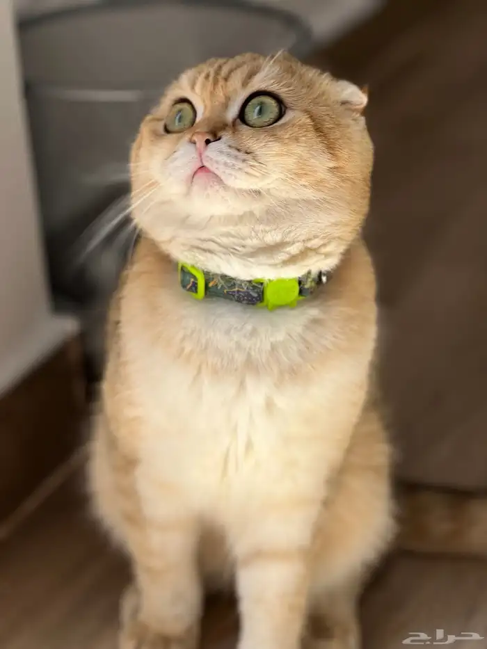 سكوتش تربل فولد بيور للتزاوج 2