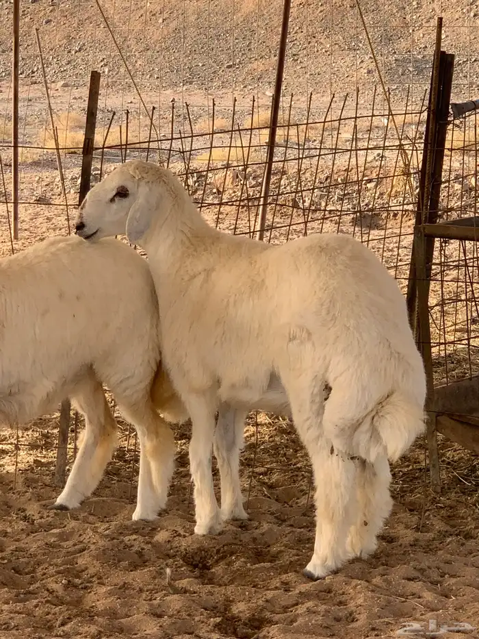 ذبايح حري ذبائح ثلاجه مناسبات يوجد توصيل 2