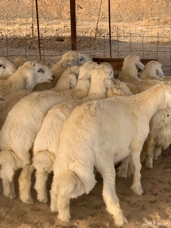 ذبايح حري ذبائح ثلاجه مناسبات يوجد توصيل 3