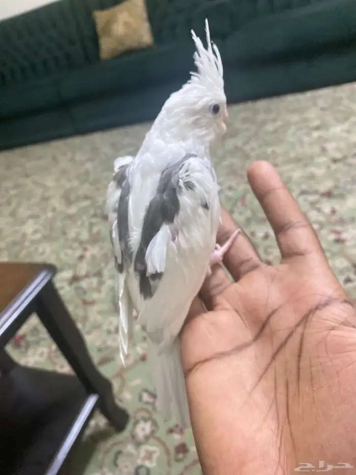 فرخ كروان بايد مكتف 1