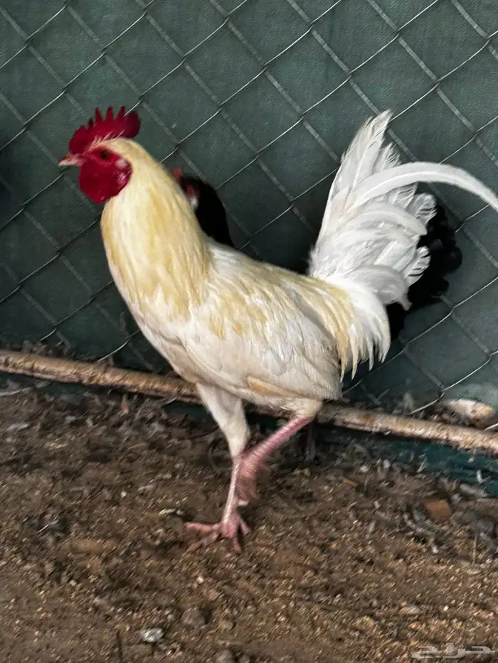 دجاج بلدي ابيض نظيف 1