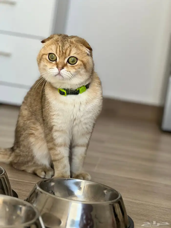 سكوتش تربل فولد بيور للتزاوج 0