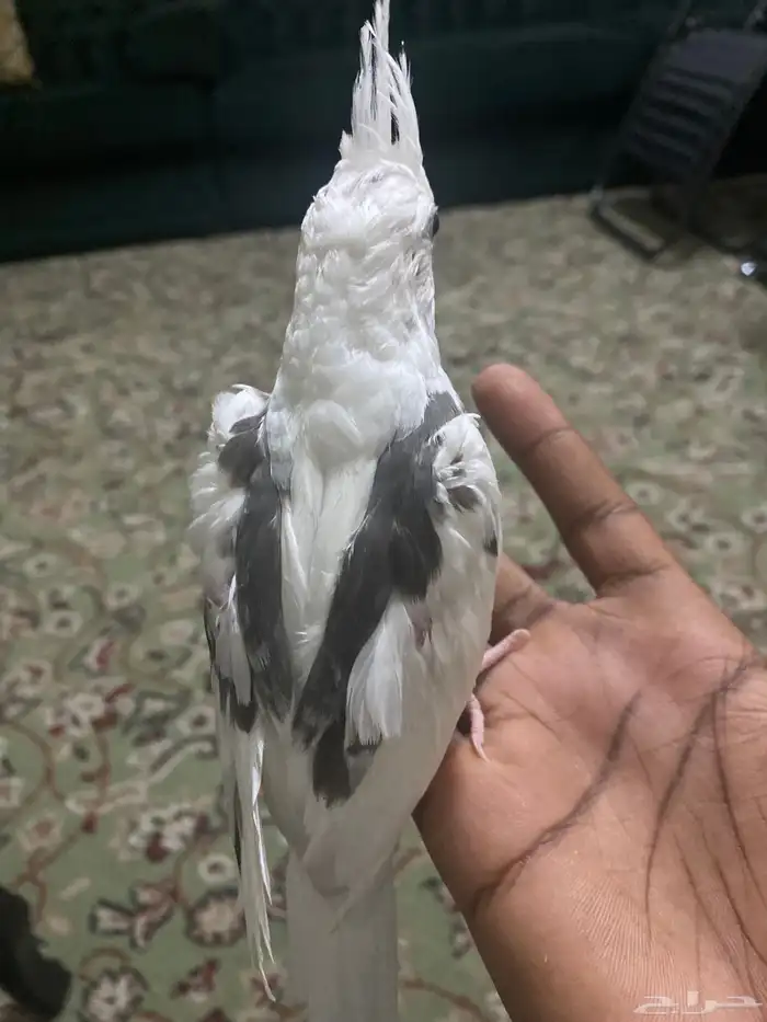 فرخ كروان بايد مكتف 2