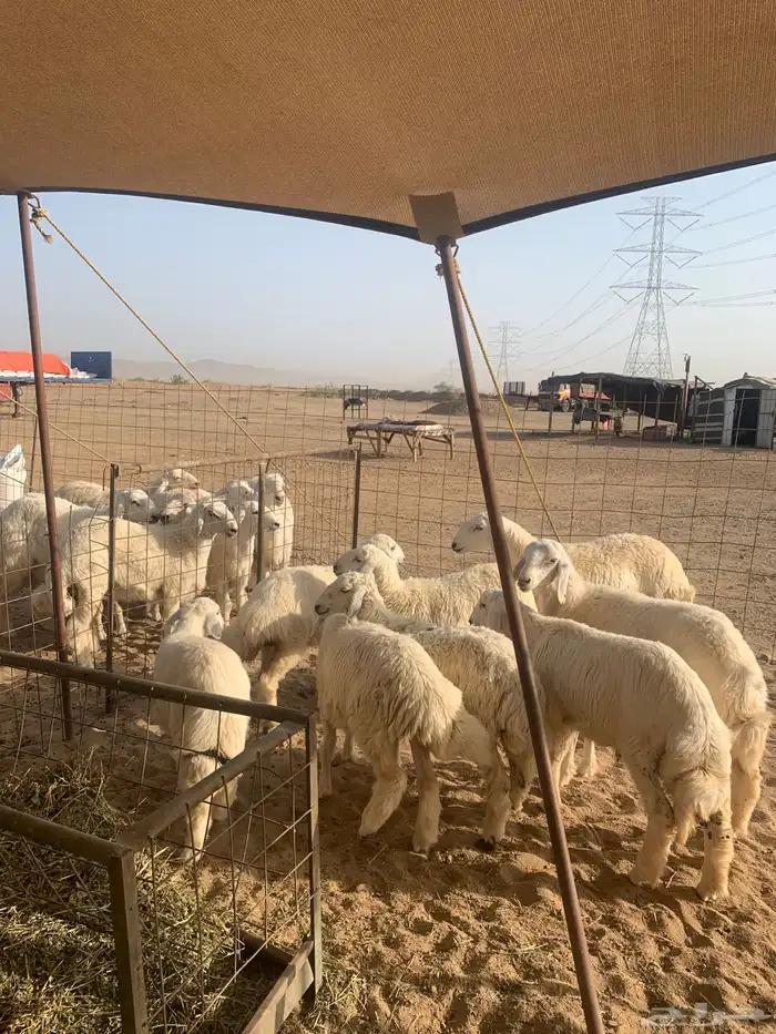 ذبايح حري ذبائح ثلاجه مناسبات يوجد توصيل 5