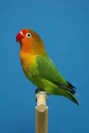 كنيور دره روز فيشر 12