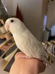 كنيور دره روز فيشر 5