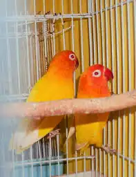 كنيور دره روز فيشر 9