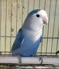 كنيور دره روز فيشر 11