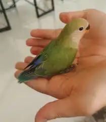 كنيور دره روز فيشر 0