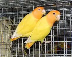 كنيور دره روز فيشر 6