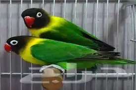 كنيور دره روز فيشر 3