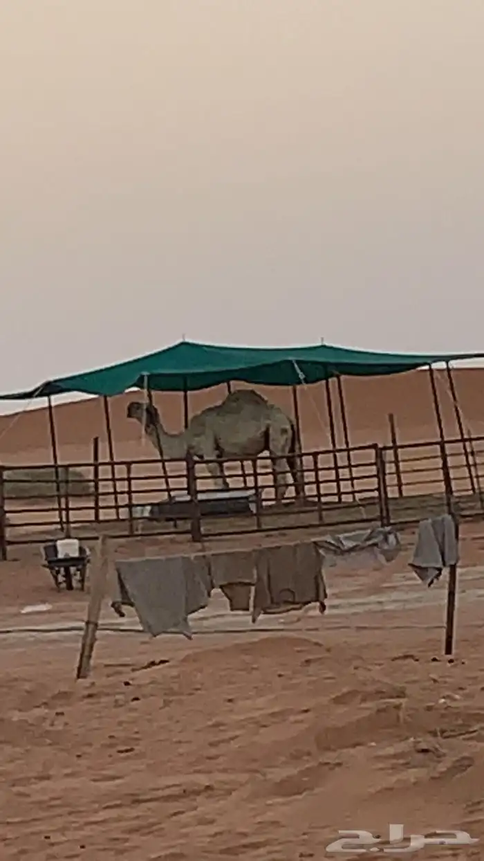 مظلات الجزيرة 31