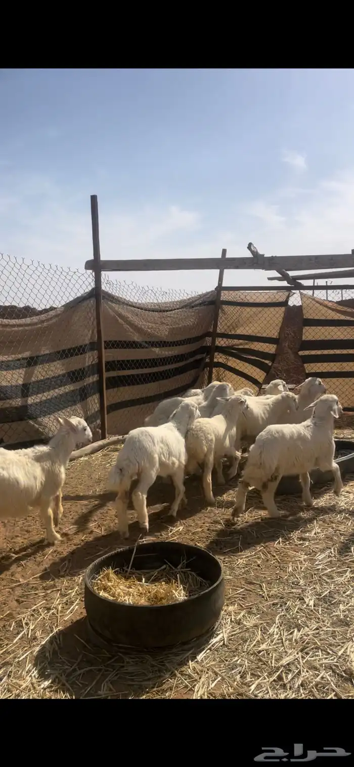 حريات للبيع مع الصلخ والتوصيل 5