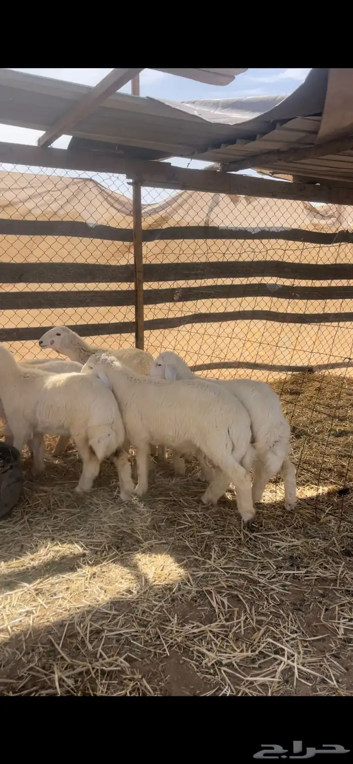 حريات للبيع مع الصلخ والتوصيل 9