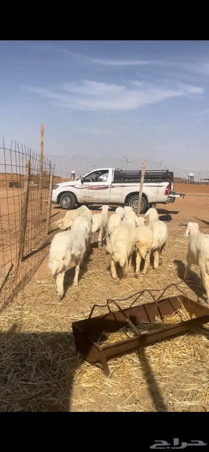 حريات للبيع مع الصلخ والتوصيل 6