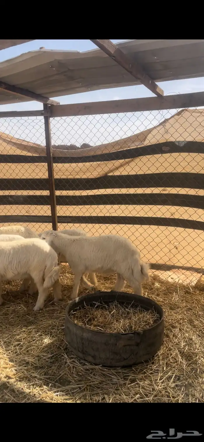 حريات للبيع مع الصلخ والتوصيل 11