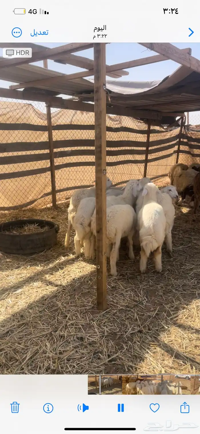 حريات للبيع مع الصلخ والتوصيل 8