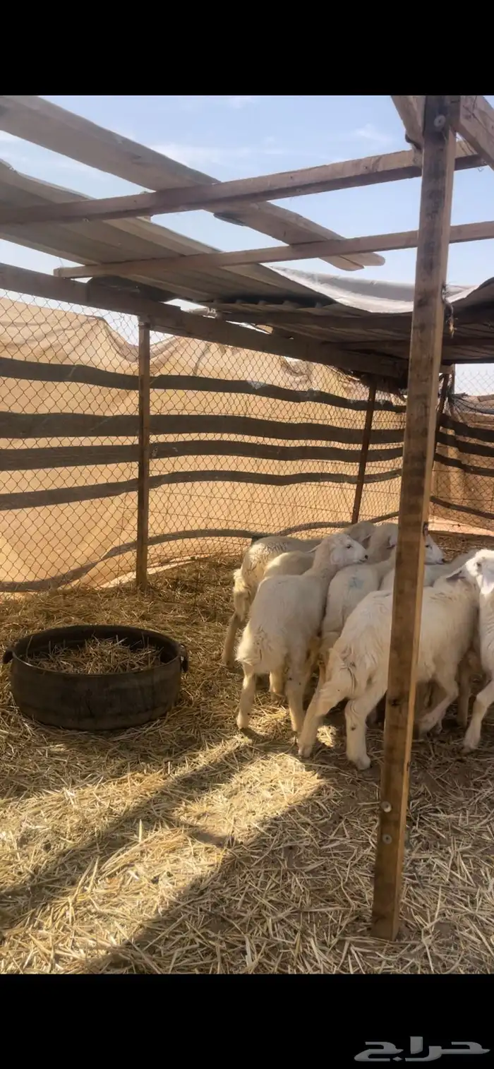 حريات للبيع مع الصلخ والتوصيل 3