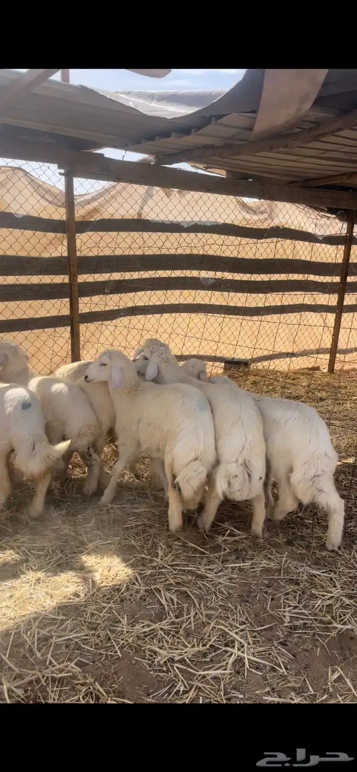 حريات للبيع مع الصلخ والتوصيل 1