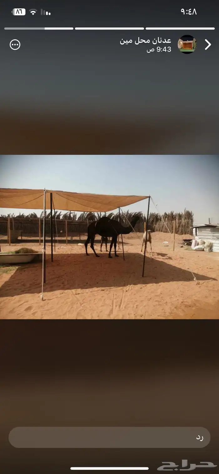 مظلات الجزيرة 8