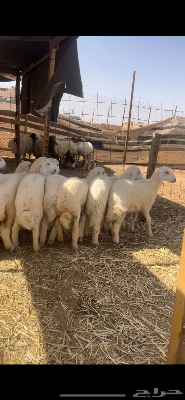 حريات للبيع مع الصلخ والتوصيل 0