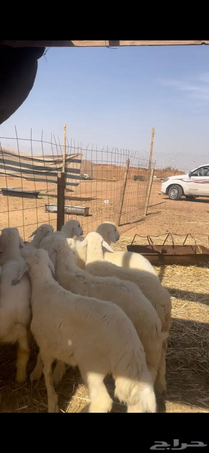 حريات للبيع مع الصلخ والتوصيل 7