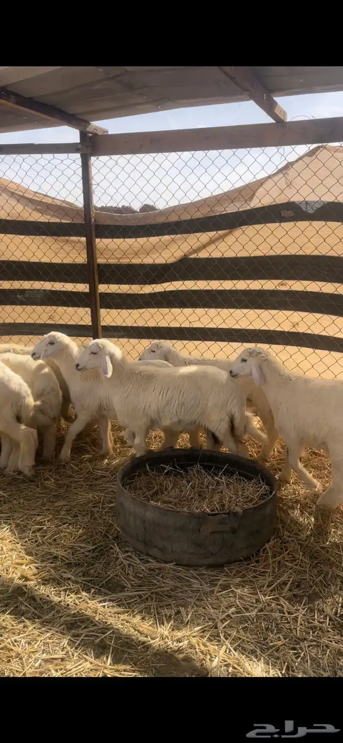 حريات للبيع مع الصلخ والتوصيل 10