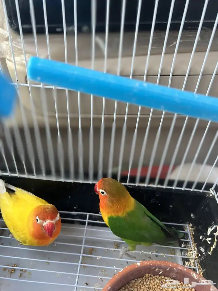 كنيور دره روز فيشر 2