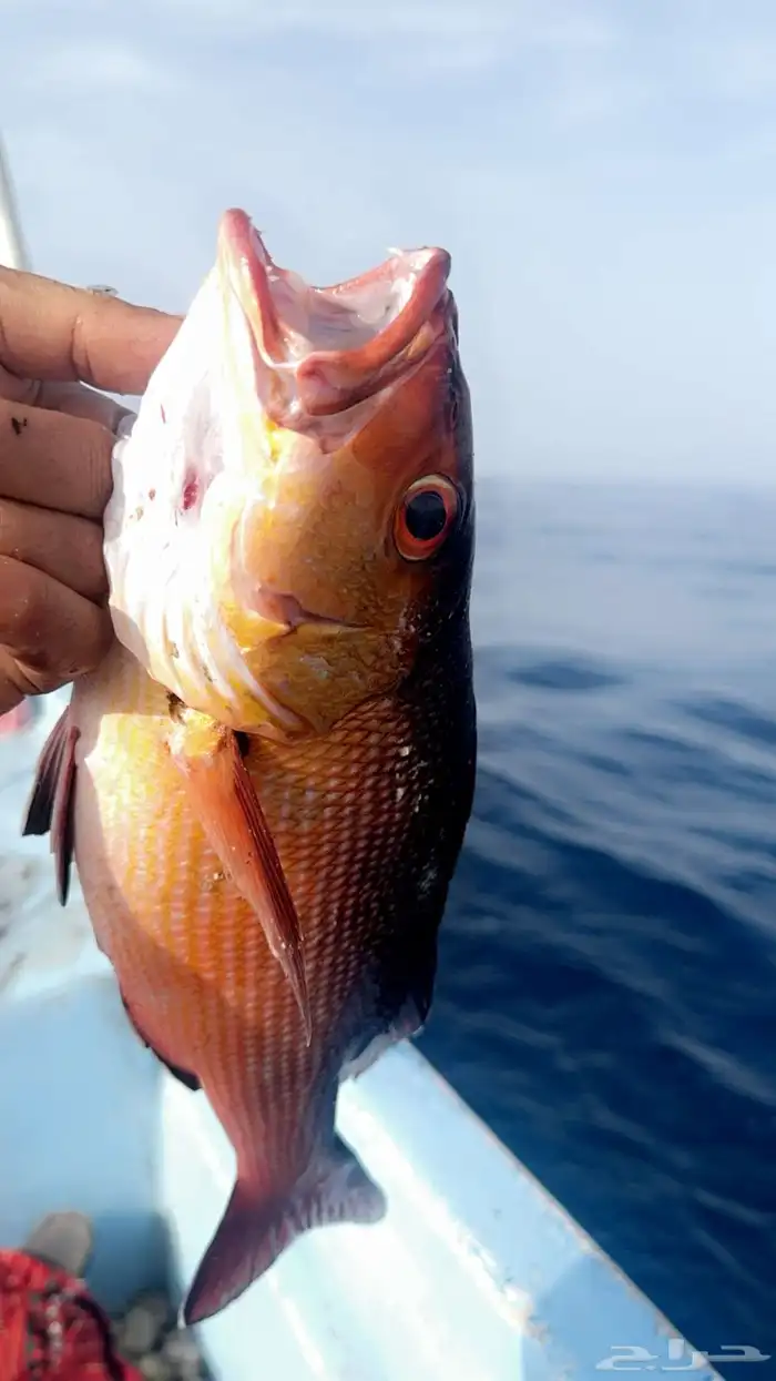 اسماك ينبع البحر صيد سعوديين 7