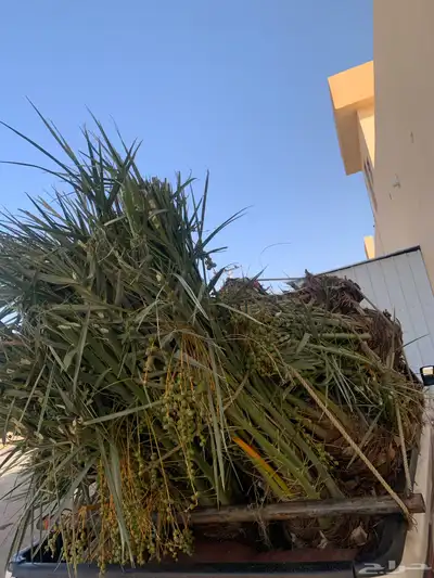 سكري حمرا خلاص 0