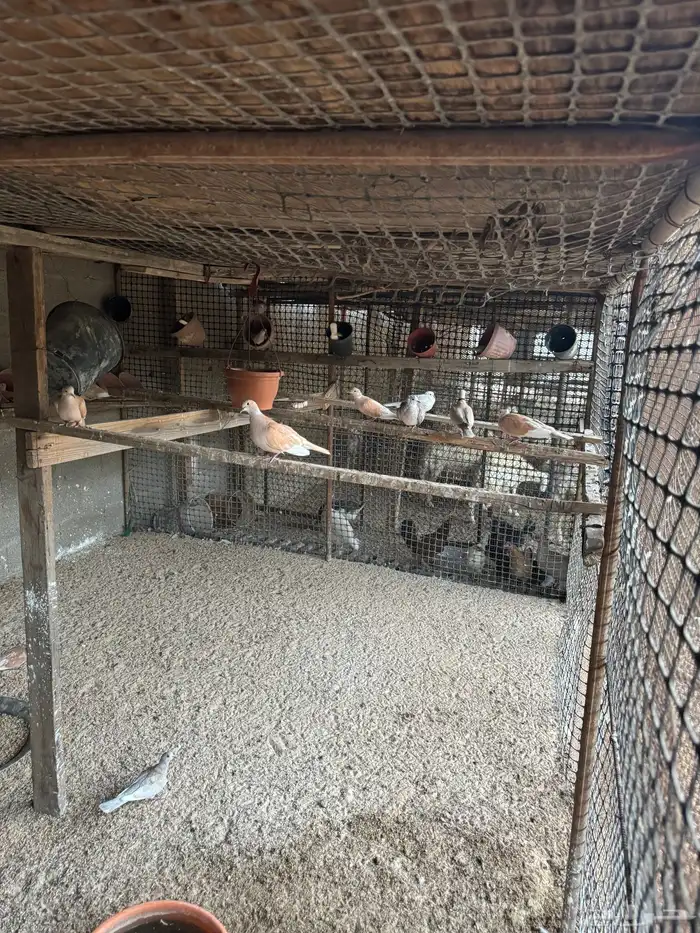 ياكريم عشه كامله عيال بعض الاون واحجام ونظافه وانتاج 2