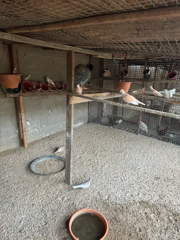 ياكريم عشه كامله عيال بعض الاون واحجام ونظافه وانتاج 3