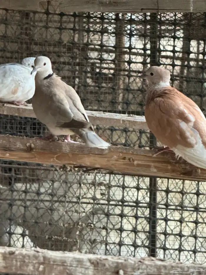 ياكريم عشه كامله عيال بعض الاون واحجام ونظافه وانتاج 0